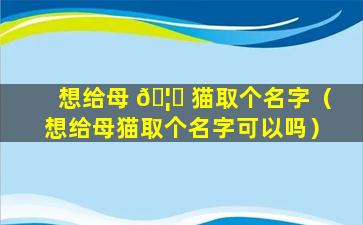 想给母 🦁 猫取个名字（想给母猫取个名字可以吗）